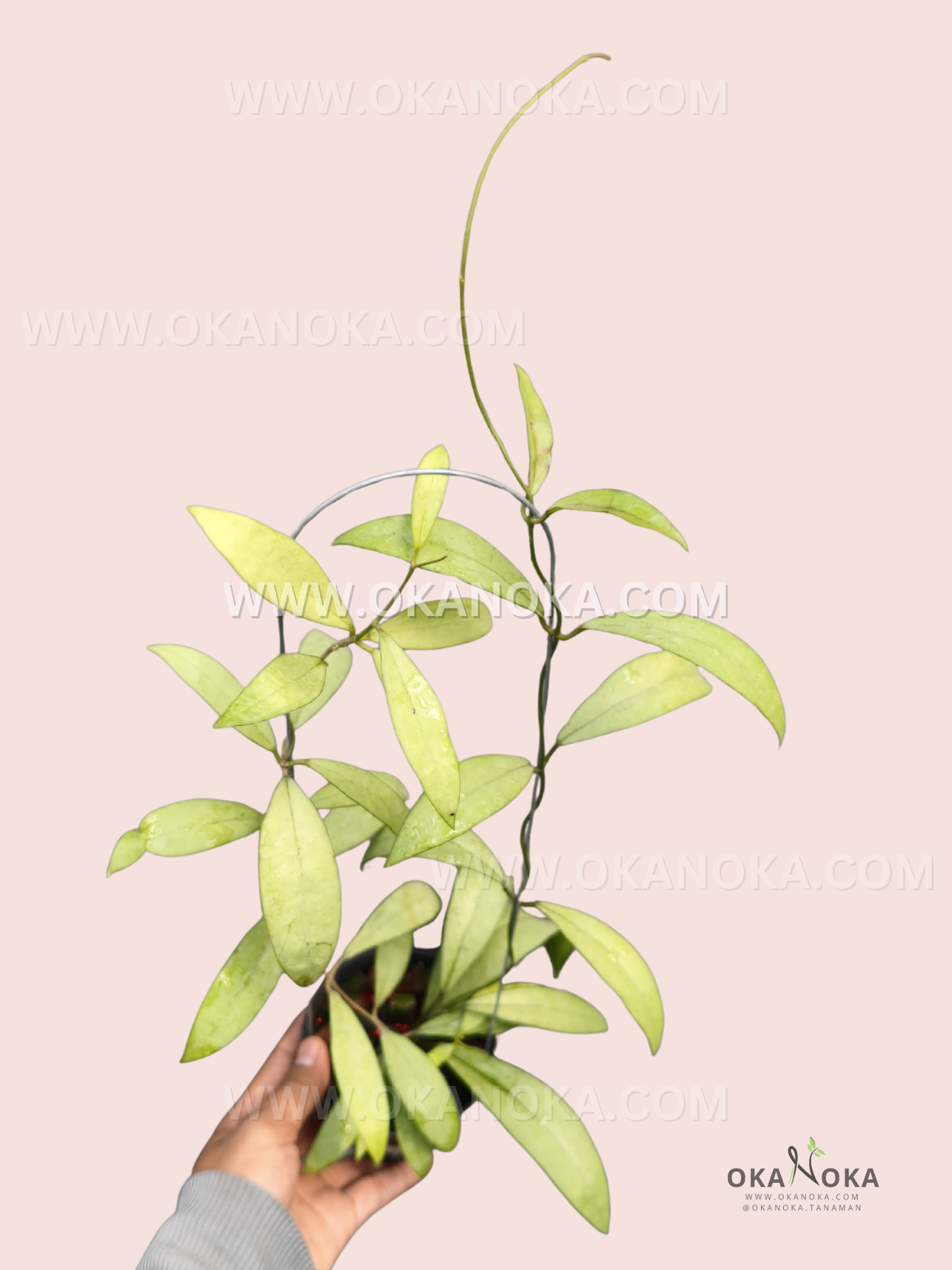 Hoya Elena live plant with elongated green leaves and graceful climbing stems growing from a small black nursery pot.