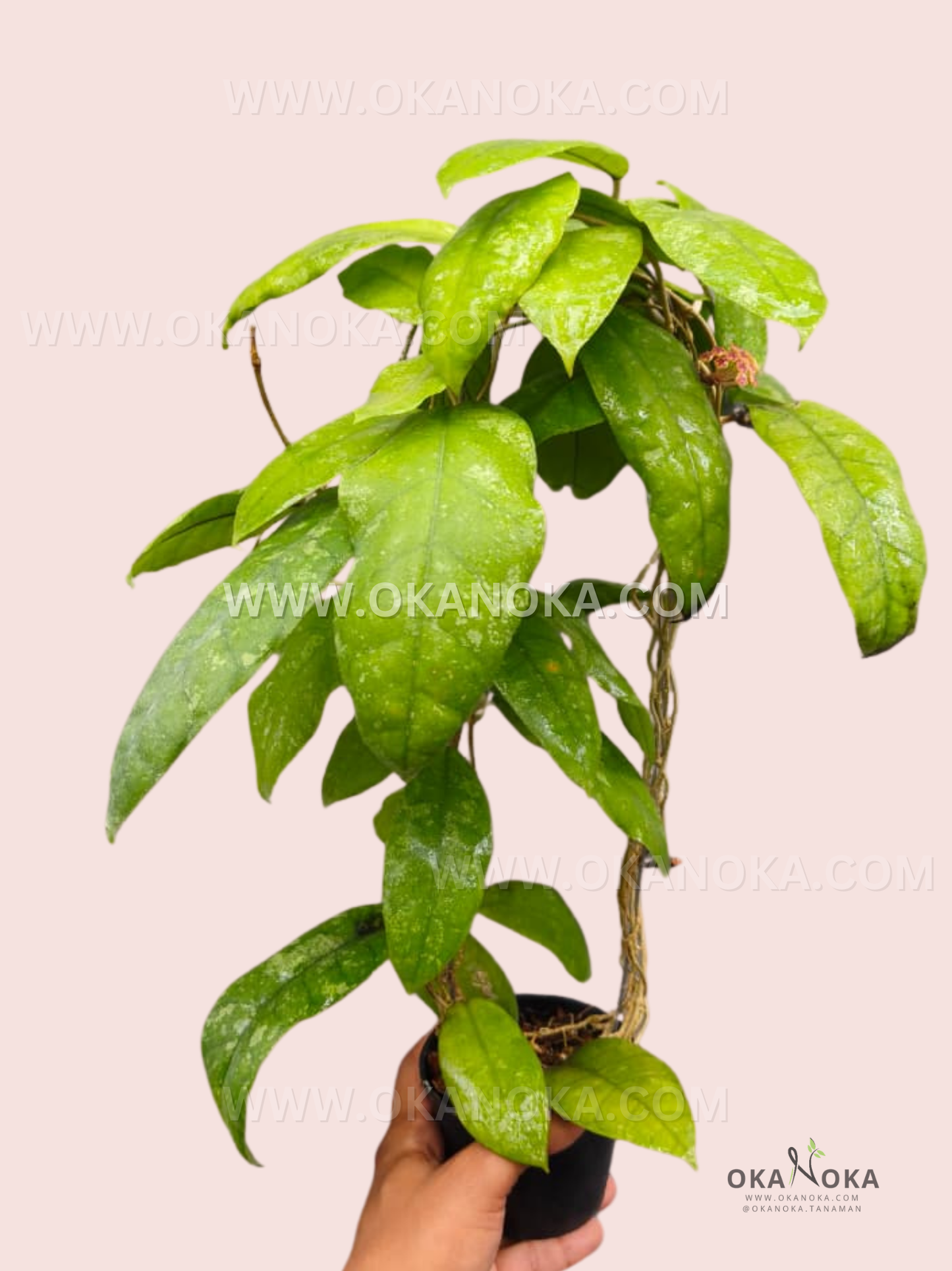 Close-up of Hoya Finlaysonii BA-179 vibrant green leaves in a hanging white pot