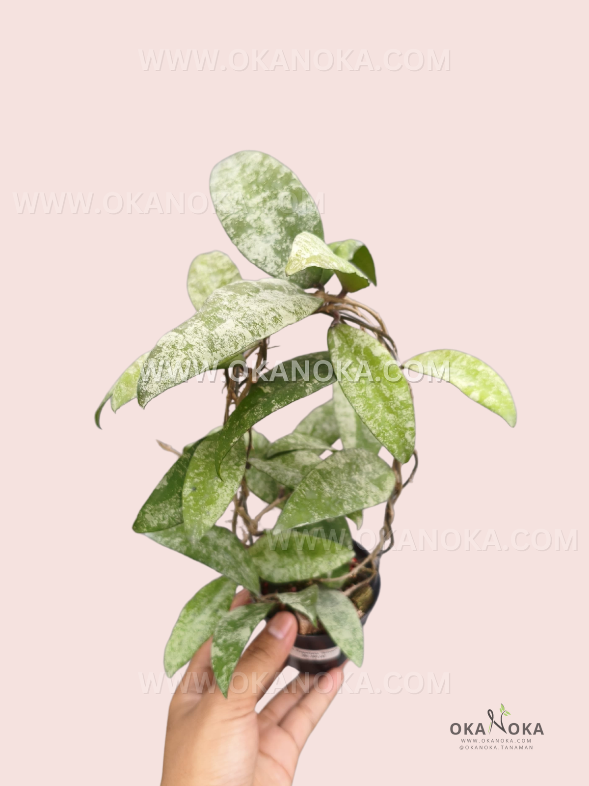 Hoya Flagellata Silver VN-701 live plant with elongated green leaves heavily covered in silver splashes and trailing vines in a black pot.
