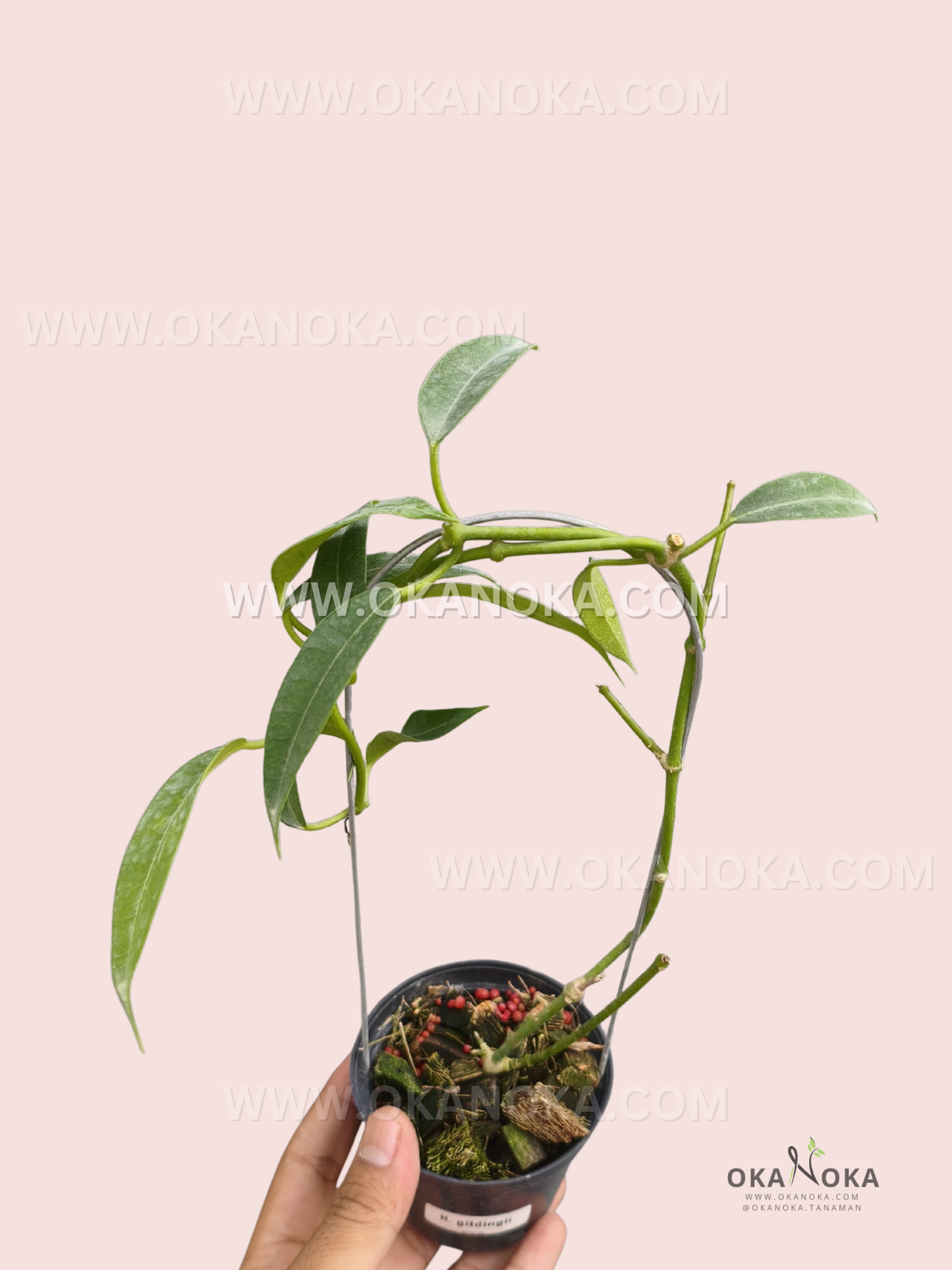 Hoya Gildingii live plant with slender green leaves and graceful climbing stems in a small nursery pot