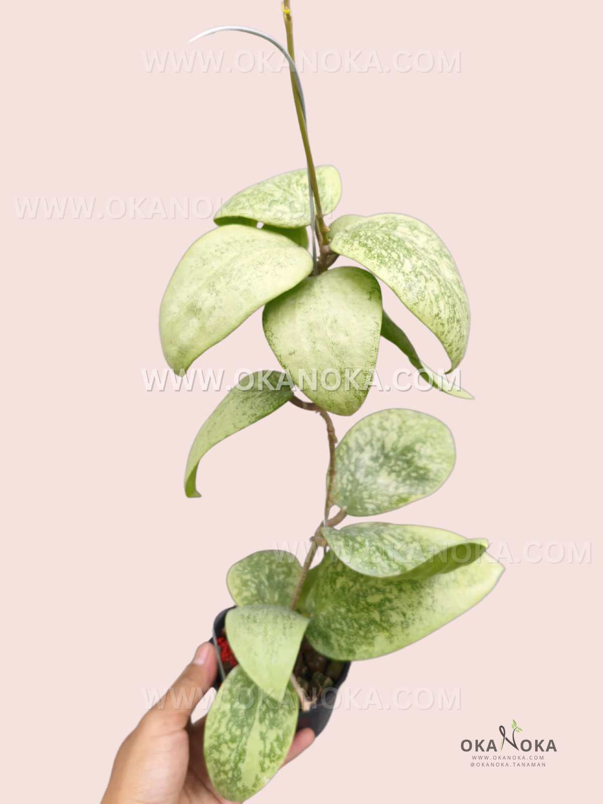 Hoya Glabra Silver Splash big size live plant with broad green leaves covered in silvery mottling, growing on a long upright vine in a black pot.