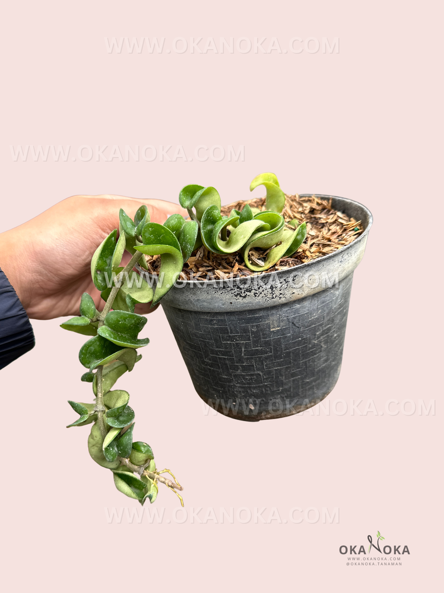 Close-up of Hoya Hindu Rope plant showing its twisted and curly green leaves in a decorative black pot.