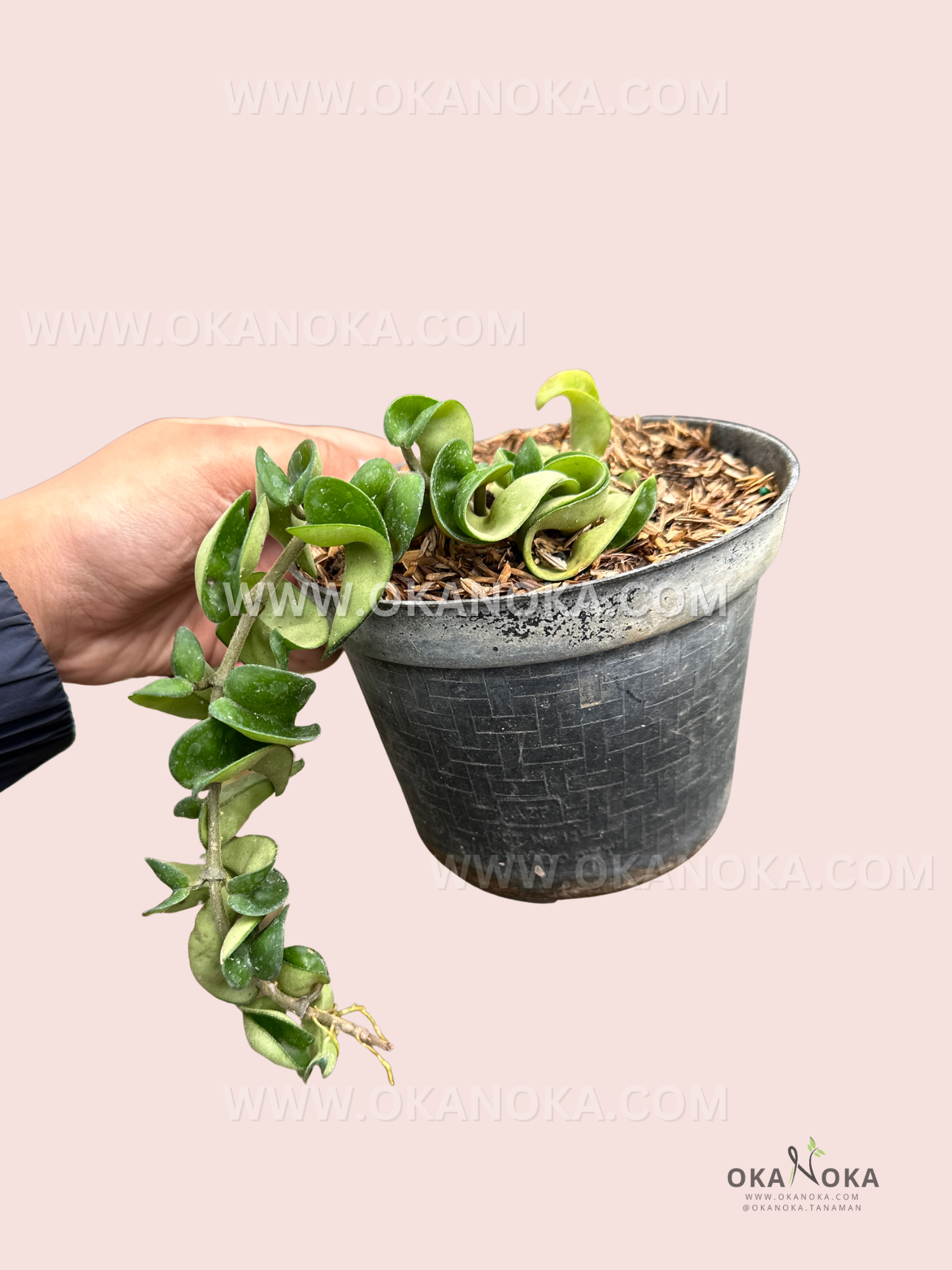 Close-up of Hoya Hindu Rope plant showing its twisted and curly green leaves in a decorative black pot.