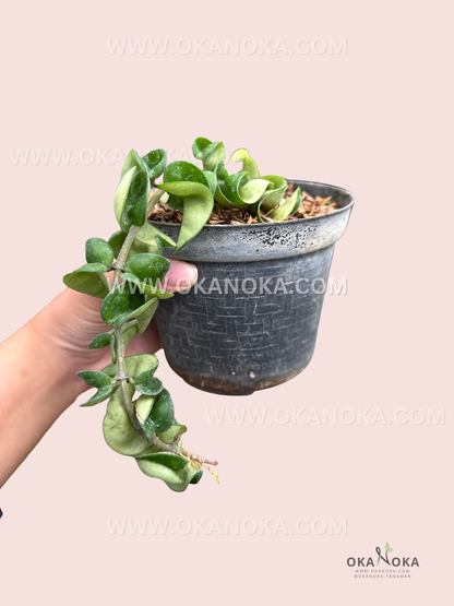 Hand holding Hoya Hindu Rope trailing vine highlighting spiral leaf pattern and lush foliage.