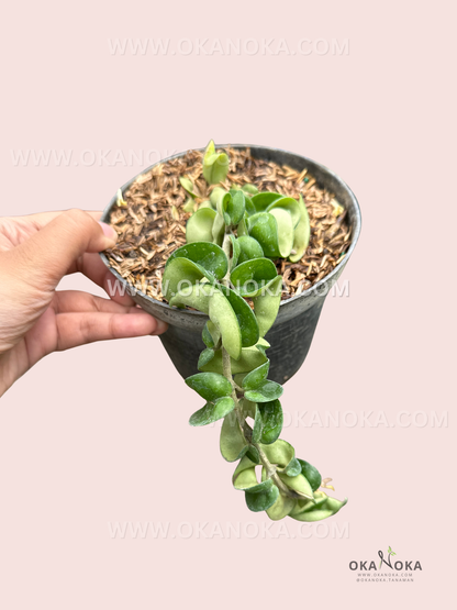 Side angle of Hoya Hindu Rope showing cascading vines and unique twisted leaf formation.