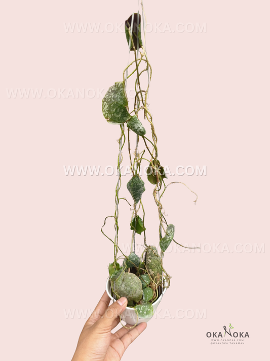Hoya Imbricata live plant with long trailing vines, textured green foliage with silver mottling, and multiple climbing stems growing from a small white pot.