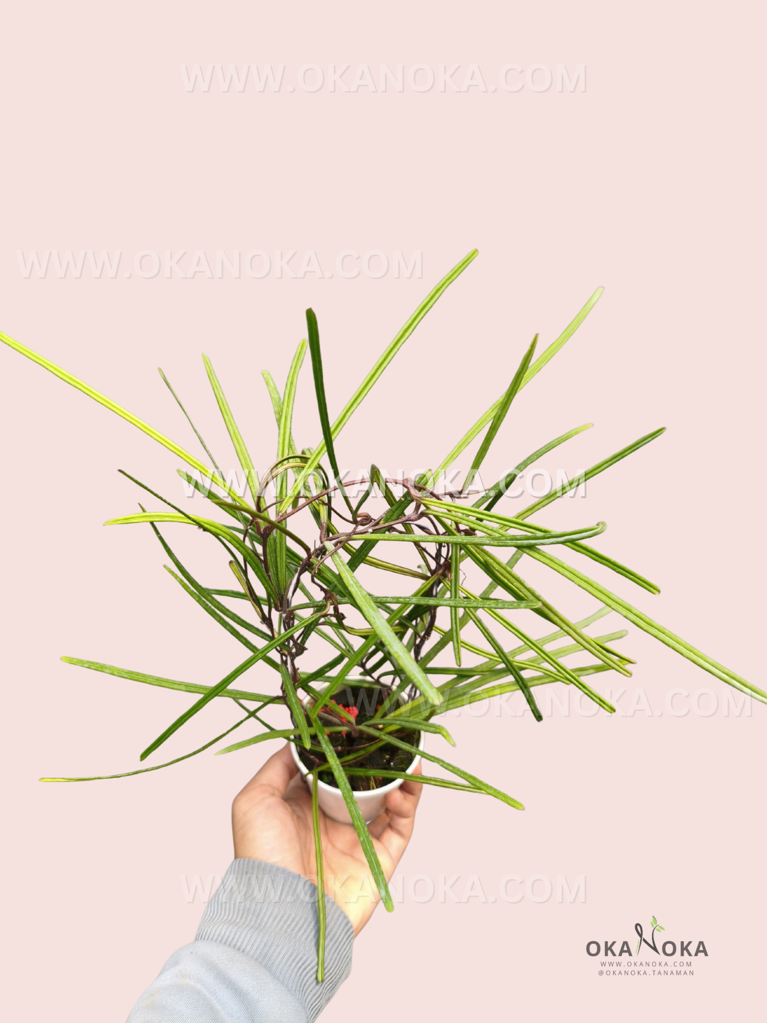 Hoya Insularis held by hand, displaying its sprawling slender green foliage and multiple developing vines.