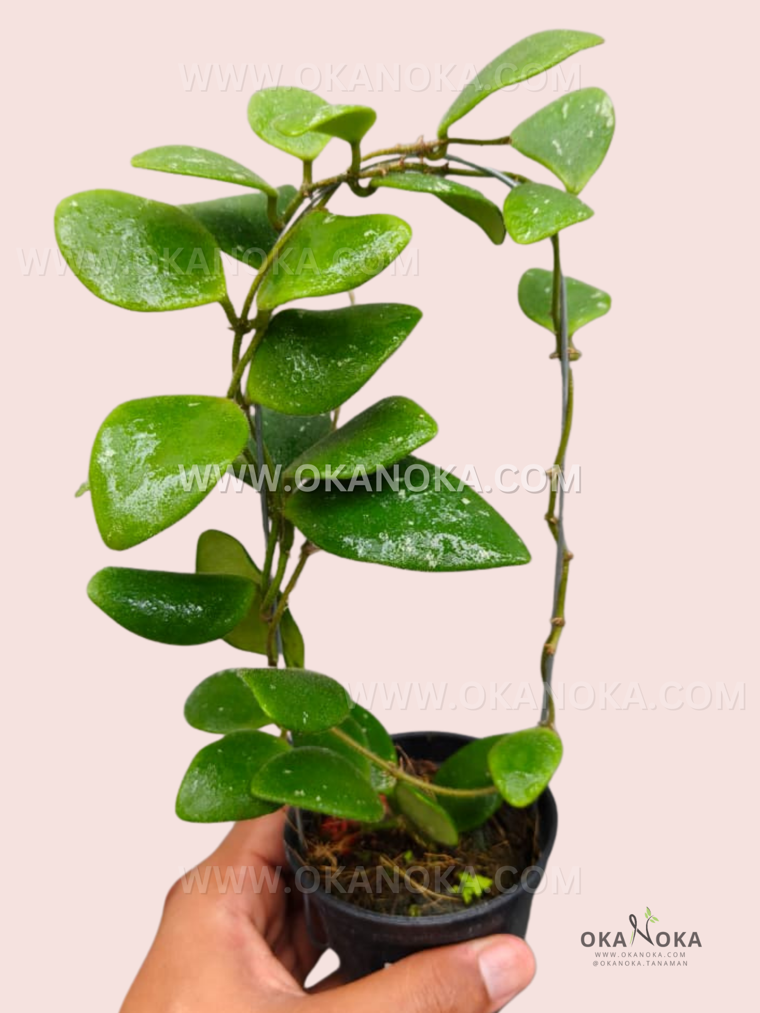 Close-up of Hoya Isabelchanae glossy green leaves in a small black pot held in hand.