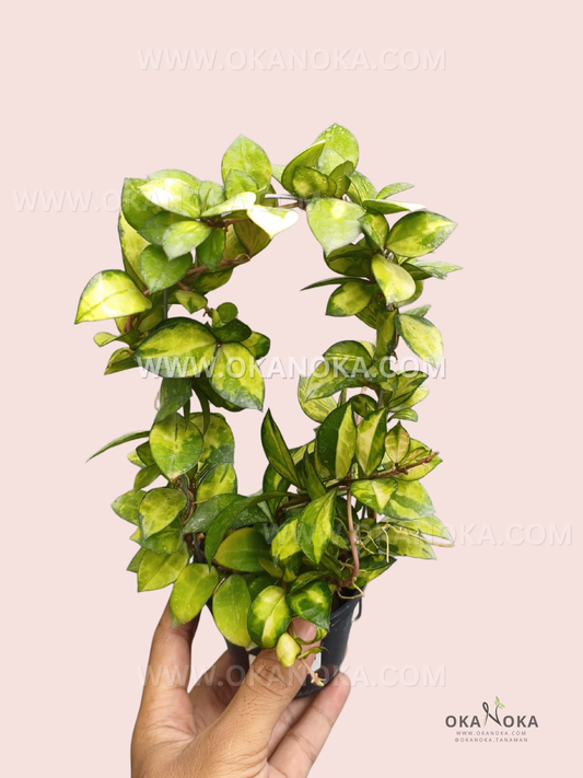 Close-up of Hoya Lacunosa Agni showing layered oval foliage with bright yellow-green variegation along several intertwined stems.