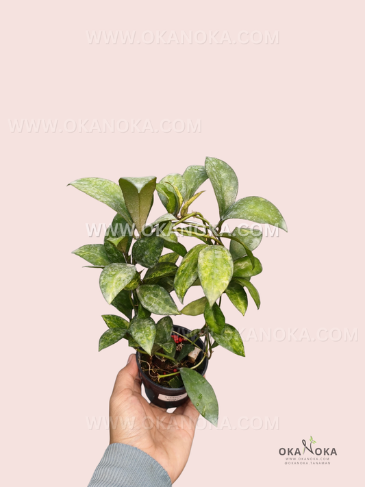Hoya Lacunosa Arunika live plant with dense green foliage, textured oval leaves, climbing vines, and a black nursery pot held by hand.