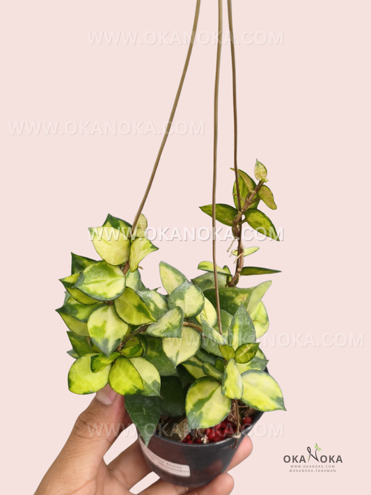 Hoya Lacunosa Asami Reverse live plant with dense green and cream variegated foliage in a small nursery pot