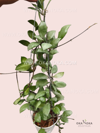 Hoya Lacunosa Black Mint Coin trailing vine with heart-shaped dark green leaves.