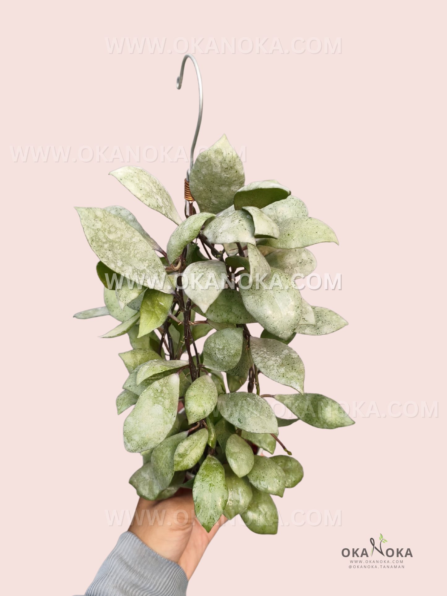 A hanging Hoya lacunosa ‘Black Mint Coin’ plant with dense trailing vines and numerous thick, oval, pale green leaves mottled with darker green markings.