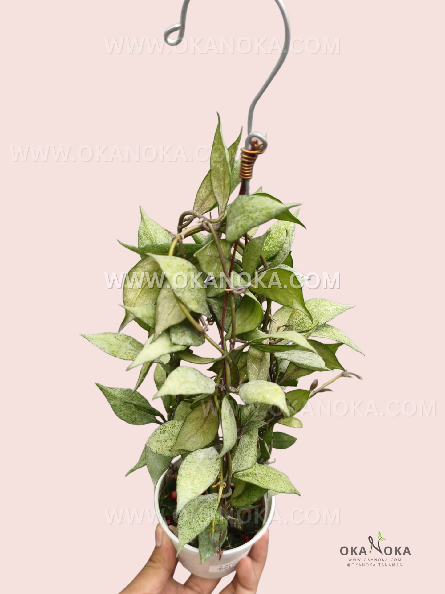 Close view of Hoya Lacunosa Black Pearl foliage showing textured pointed leaves and compact vining growth