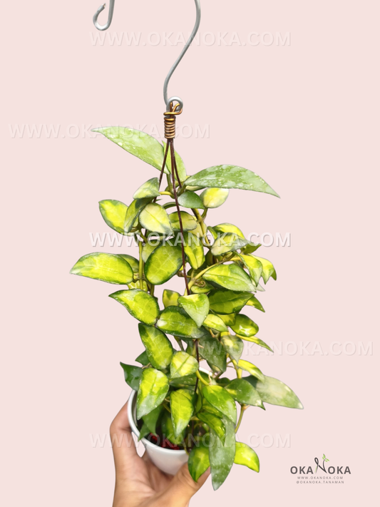 Hoya Lacunosa Golden Flame live plant with dense trailing vines and bright green leaves featuring golden-yellow variegation, displayed in a white hanging pot.