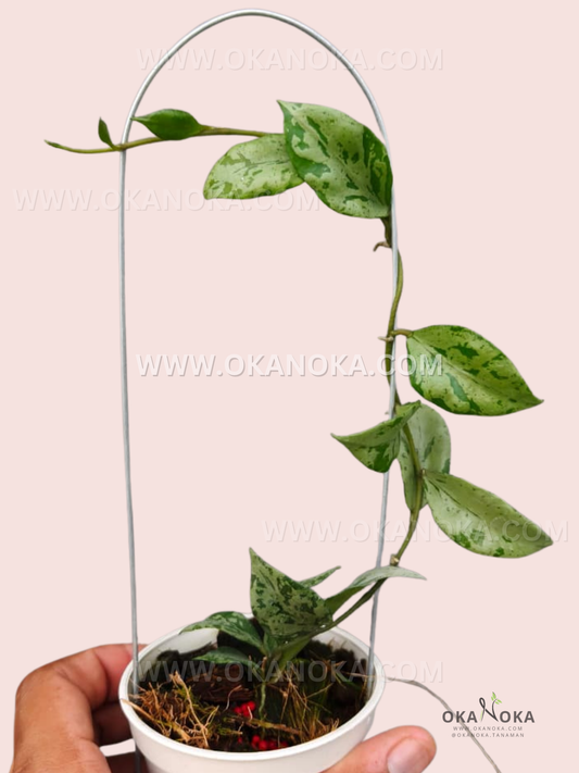 Close-up of Hoya Lacunosa Green Flame leaves with silver speckles in a hanging pot.