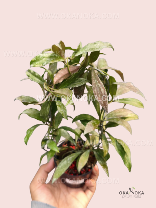 Hoya Lacunosa Laos live plant displaying elongated green and yellow-green variegated leaves on intertwined trailing vines in a white pot.
