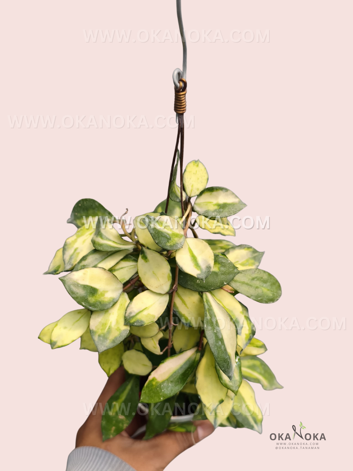 Close-up view of Hoya Lacunosa Minara showing layered oval foliage with bright golden-cream centers and dark green margins.