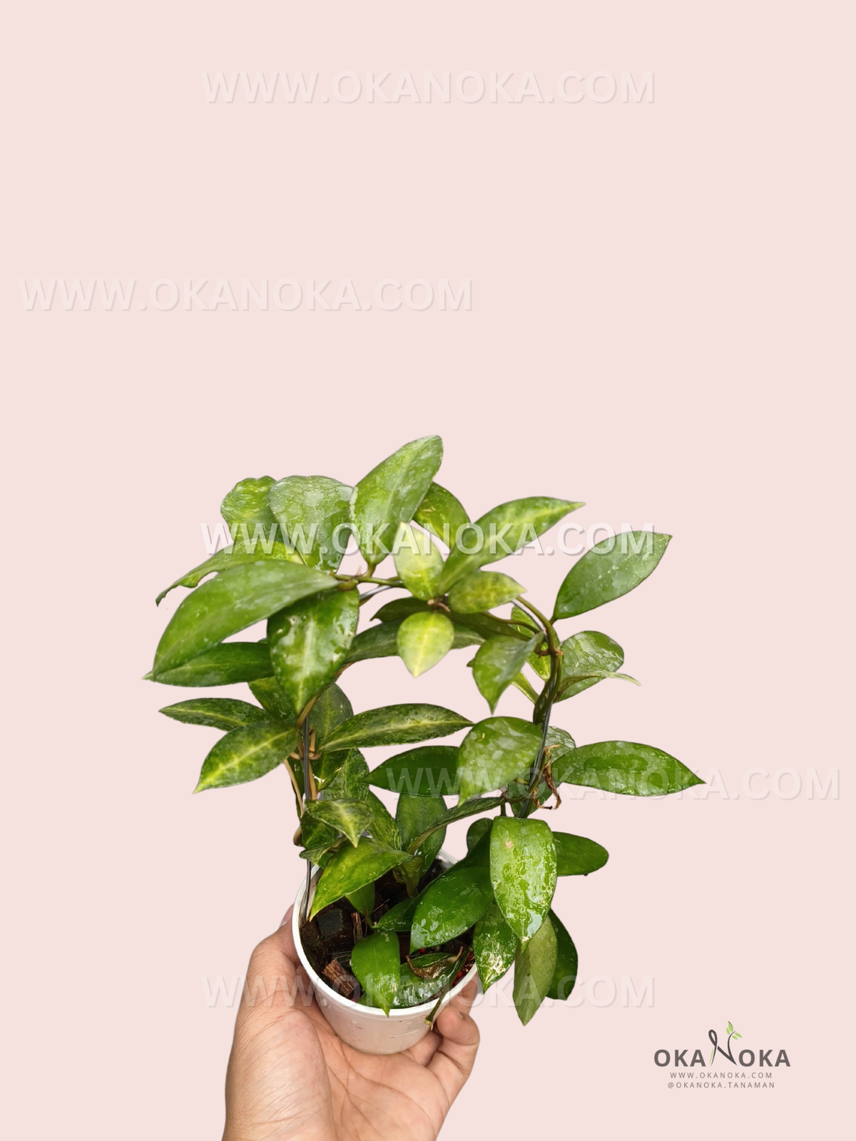 Hoya Lacunosa Peridot live plant with dense glossy green foliage and multiple branching vines trained around a support in a white pot.