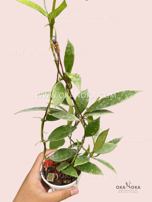 Hoya Lacunosa Silver Edge live plant with elongated green leaves covered in silver splash markings and multiple trailing vines in a white hanging pot.