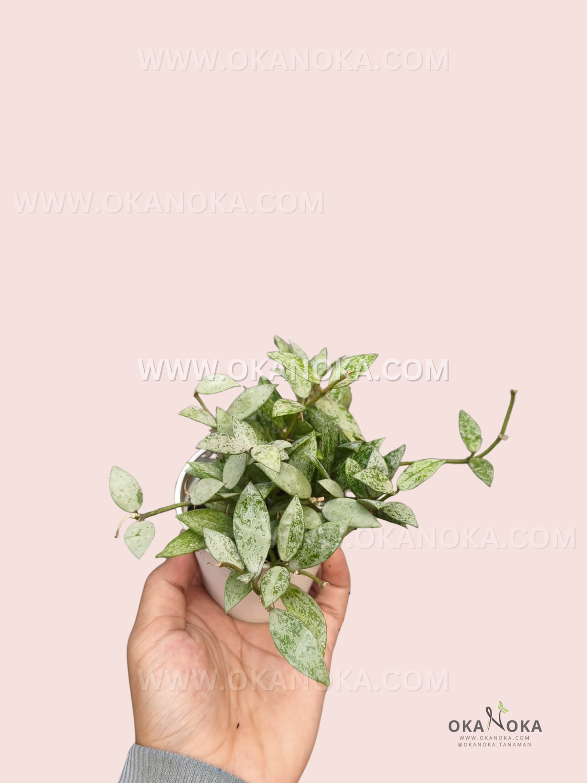Hoya Lacunosa Silver Splash VN-358 live plant with dense green foliage heavily covered in silver splashes and several trailing vines extending from a small pot.