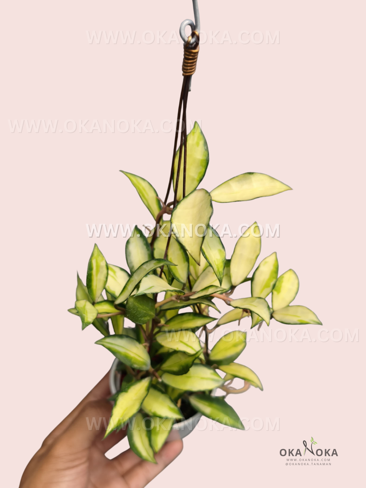 Hoya Lacunosa Souma live plant with cream-yellow and green variegated leaves growing densely along trailing vines in a hanging pot.