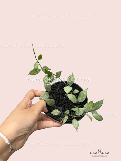 Hoya Lacunosa White Pearl trailing vine with small glossy green leaves and delicate white speckled patterns in a black nursery pot.
