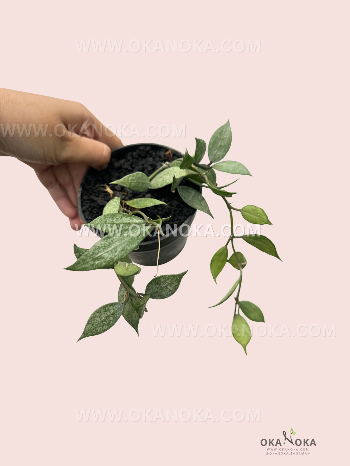 Close-up of Hoya Lacunosa White Pearl live plant held in hand showing curved trailing stems and healthy green foliage.