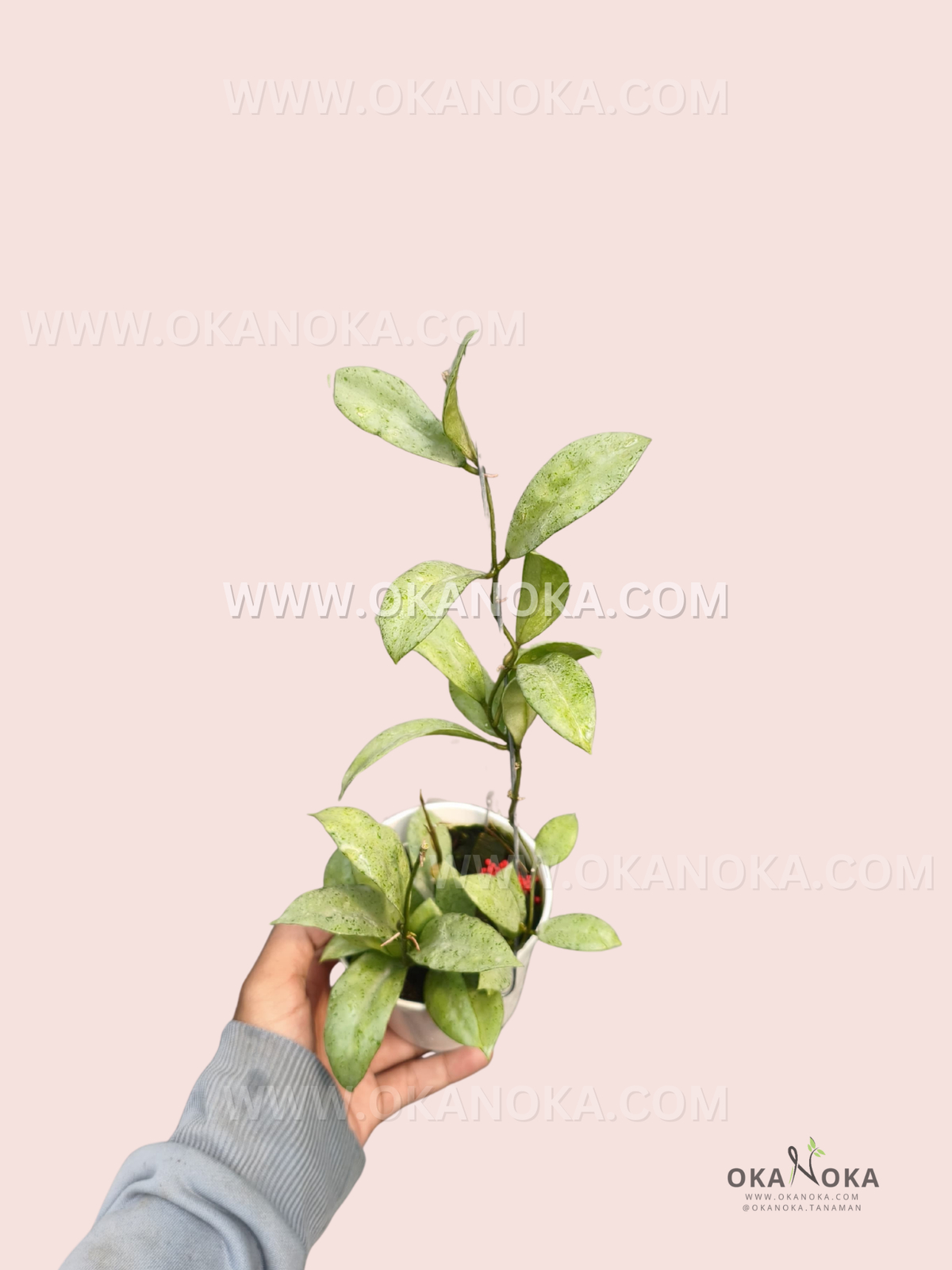 Hoya Lacunosa Winter Pandora live plant with elongated pale green leaves featuring delicate mottled variegation, growing from a white pot.