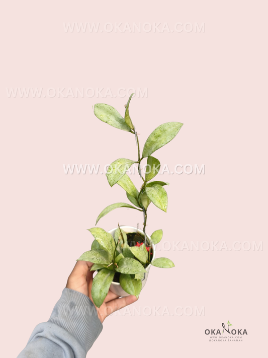 Hoya Lacunosa Winter Pandora live plant with elongated pale green leaves featuring delicate mottled variegation, growing from a white pot.
