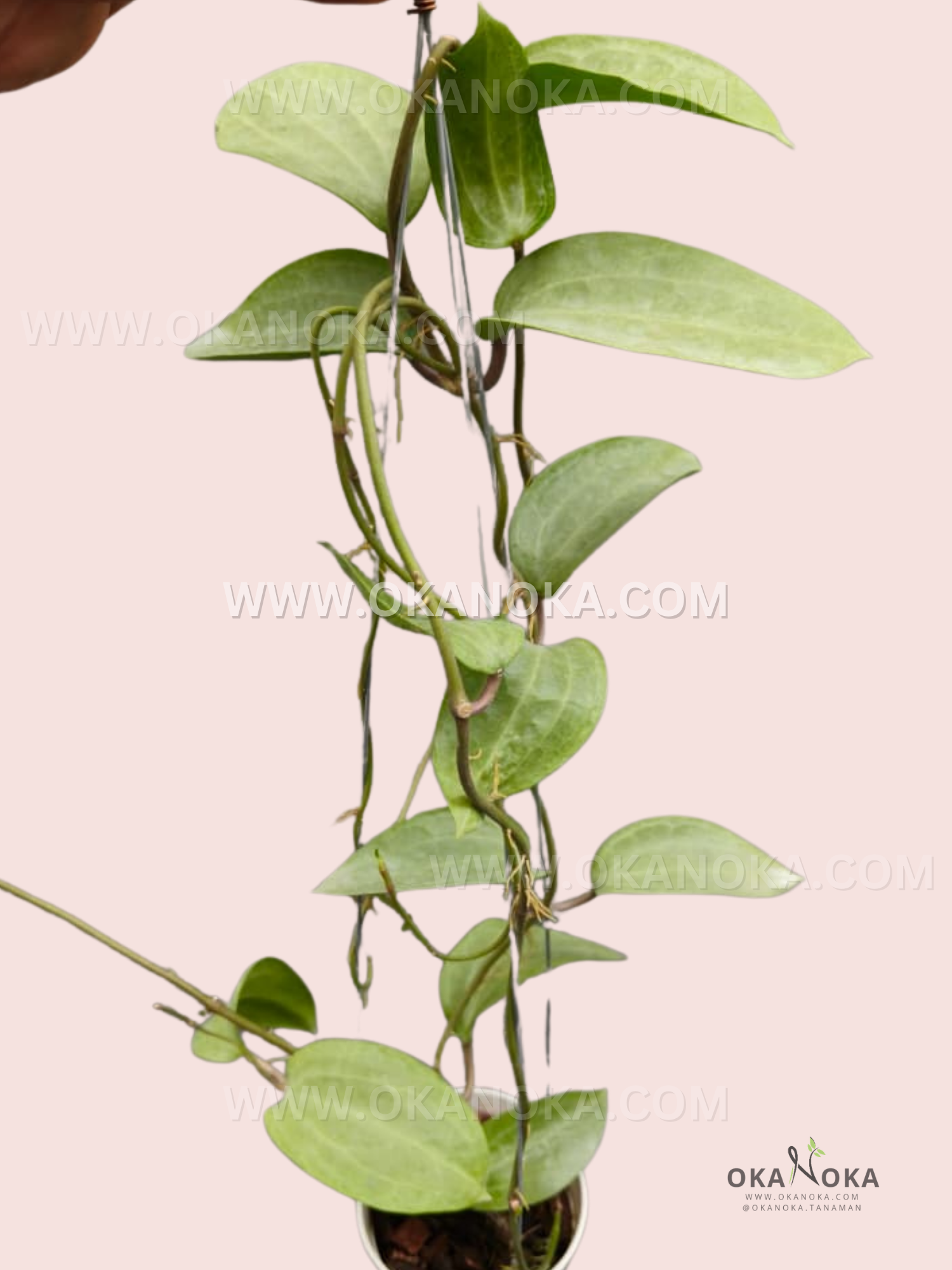 Close-up of Hoya Lalita VH-03-07 showing lush green leaves and climbing stems in white pot.