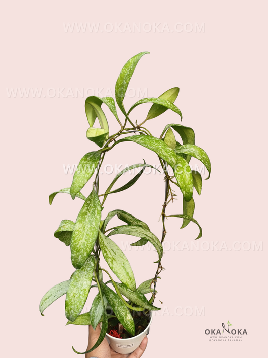 Hoya Lucyae Sierra Bullones Silver Splash live plant with elongated green leaves covered in silver splashes and long trailing vines in a white pot.