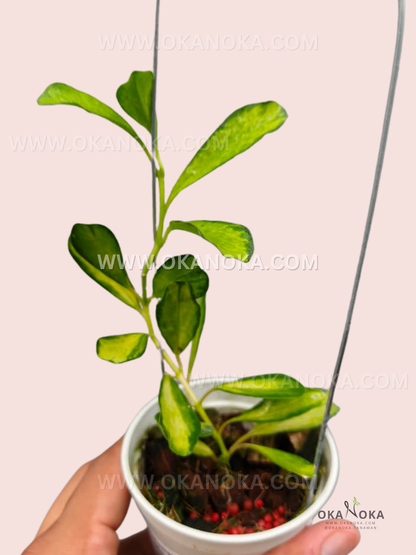 Close-up of Hoya Manipurensis Philo trailing stems with glossy green leaves in a small pot, held in hand.