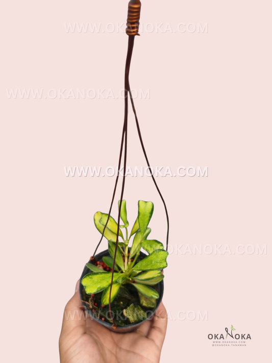 Hoya manipurensis ‘Philo’ is a compact, upright Hoya with elongated, slightly twisted green leaves marked by prominent yellow-green variegation. The plant is shown in a small black hanging pot with slender trailing stems.
