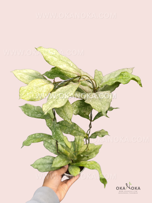 A Hoya mitrata ‘Silver’ plant with elongated, pointed leaves covered in silvery-green mottled variegation, growing in trailing vines with dense foliage.
