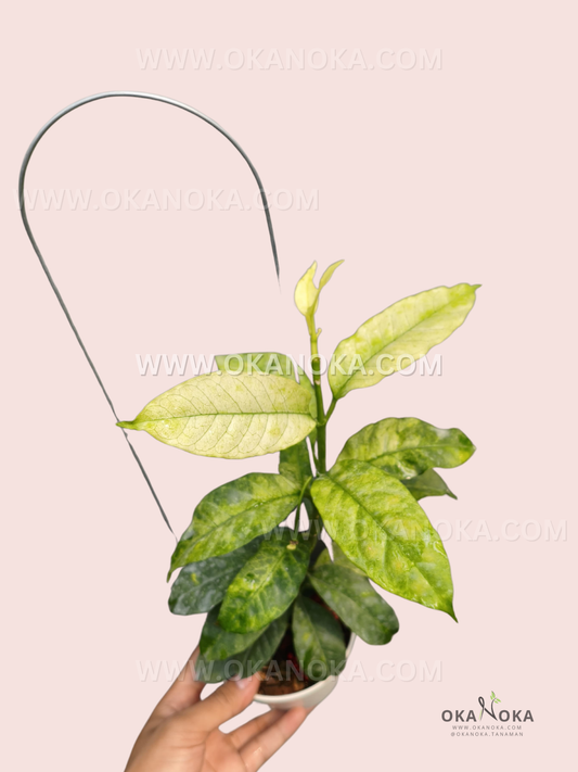 Hoya Multiflora Golden Spark live plant with elongated green and golden-yellow leaves, upright stems, fresh new growth, and a hanging support in a small white pot.