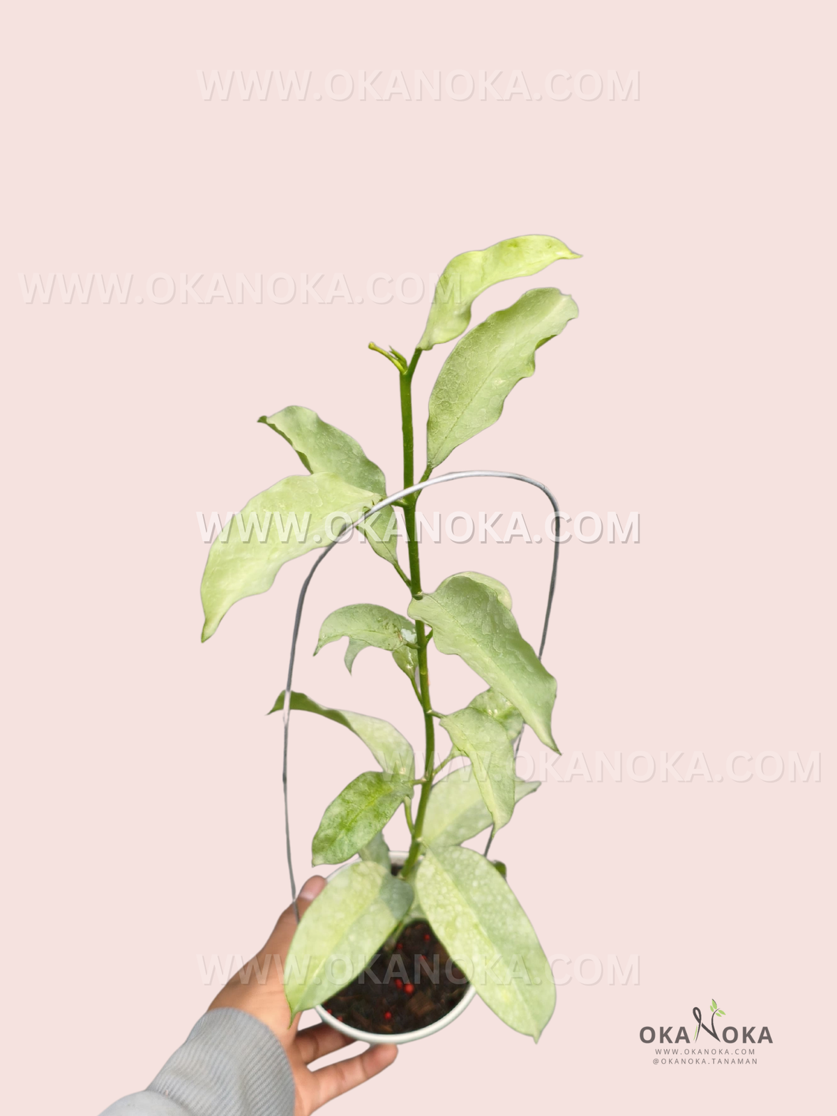 Hoya Multiflora WonderPhil live plant with elongated pale silver-green leaves, subtle green mottling, upright stems, and fresh new growth in a white pot.