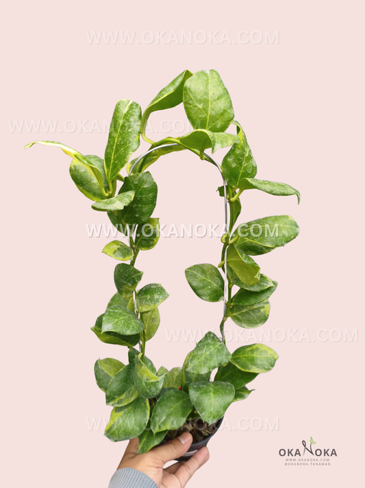 Hoya Obscura Albomarginata live plant with lush green oval leaves displaying bright yellow-green variegation, long trailing vines, and a curved support in a small black pot.