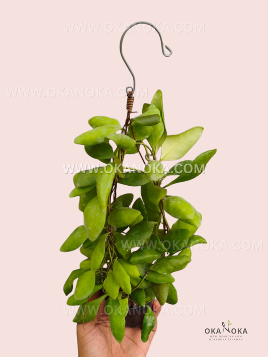 Hoya Pallilimba live plant with lush green foliage, slender trailing vines, and a hanging support hook in a nursery pot