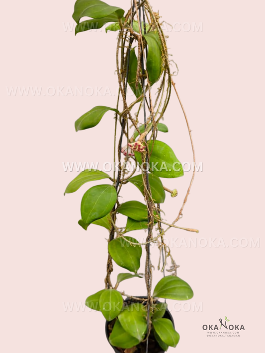 Hoya Paulshirleyi live climbing tropical plant with glossy heart-shaped green leaves in a small pot, ideal for indoor decoration.