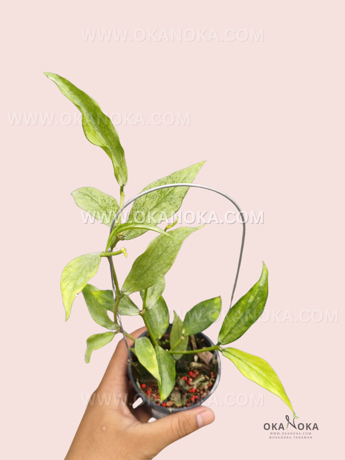Hoya Polyneura Broget Silver live plant with elongated pointed green leaves showing delicate silver mottling and several graceful vines growing from a black pot.