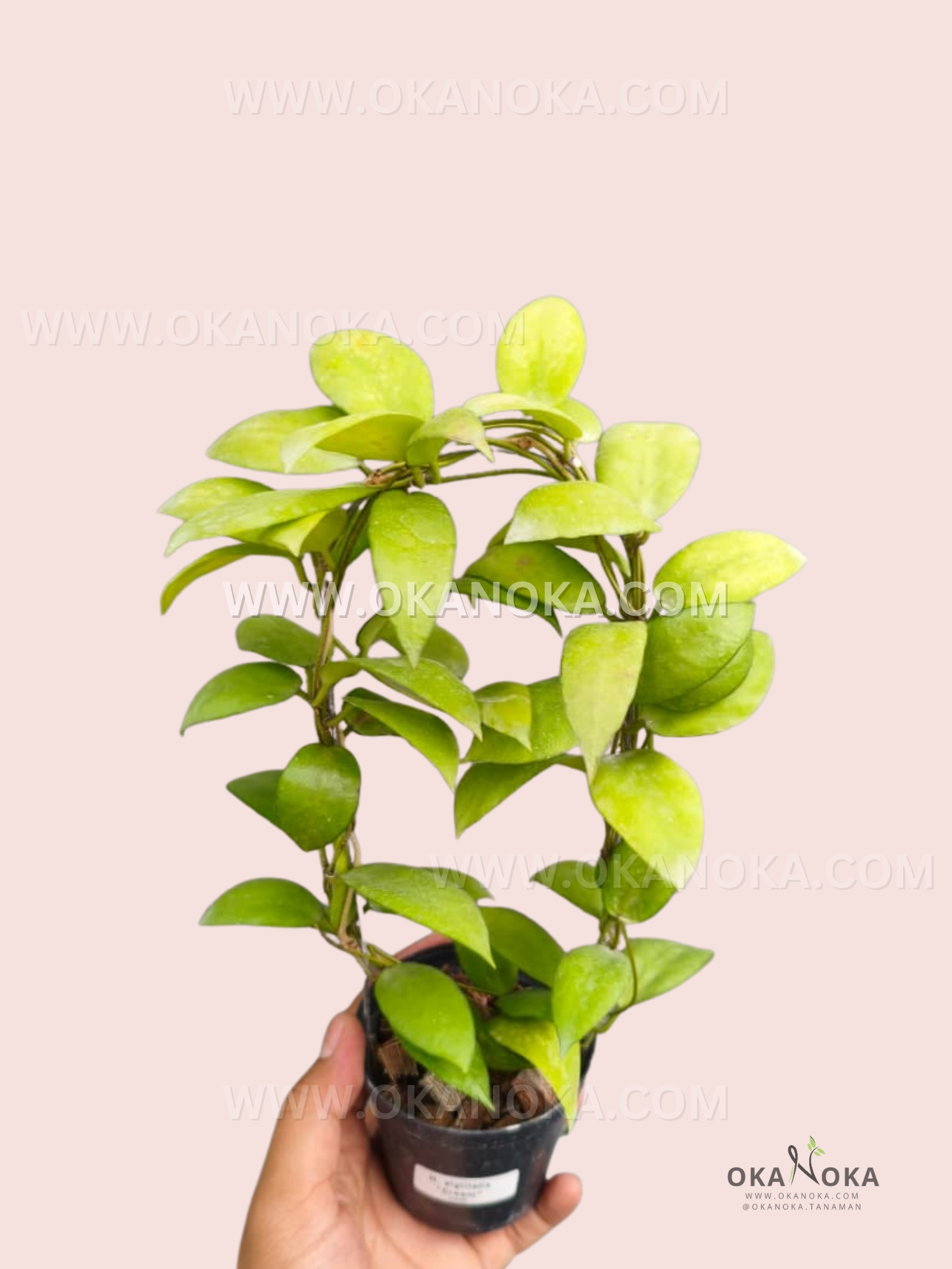Hoya Sigillatis Cream live plant with green and cream-toned leaves, slender vines, and compact growth in a black nursery pot