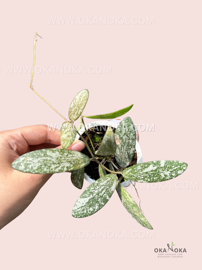 Close-up of Hoya Sigillatis Silver vine showing heart-shaped silvery-green leaves in black pot.