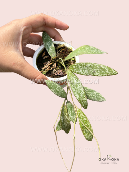Hoya Sigillatis Silver trailing vine being held, showcasing delicate leaf speckling.
