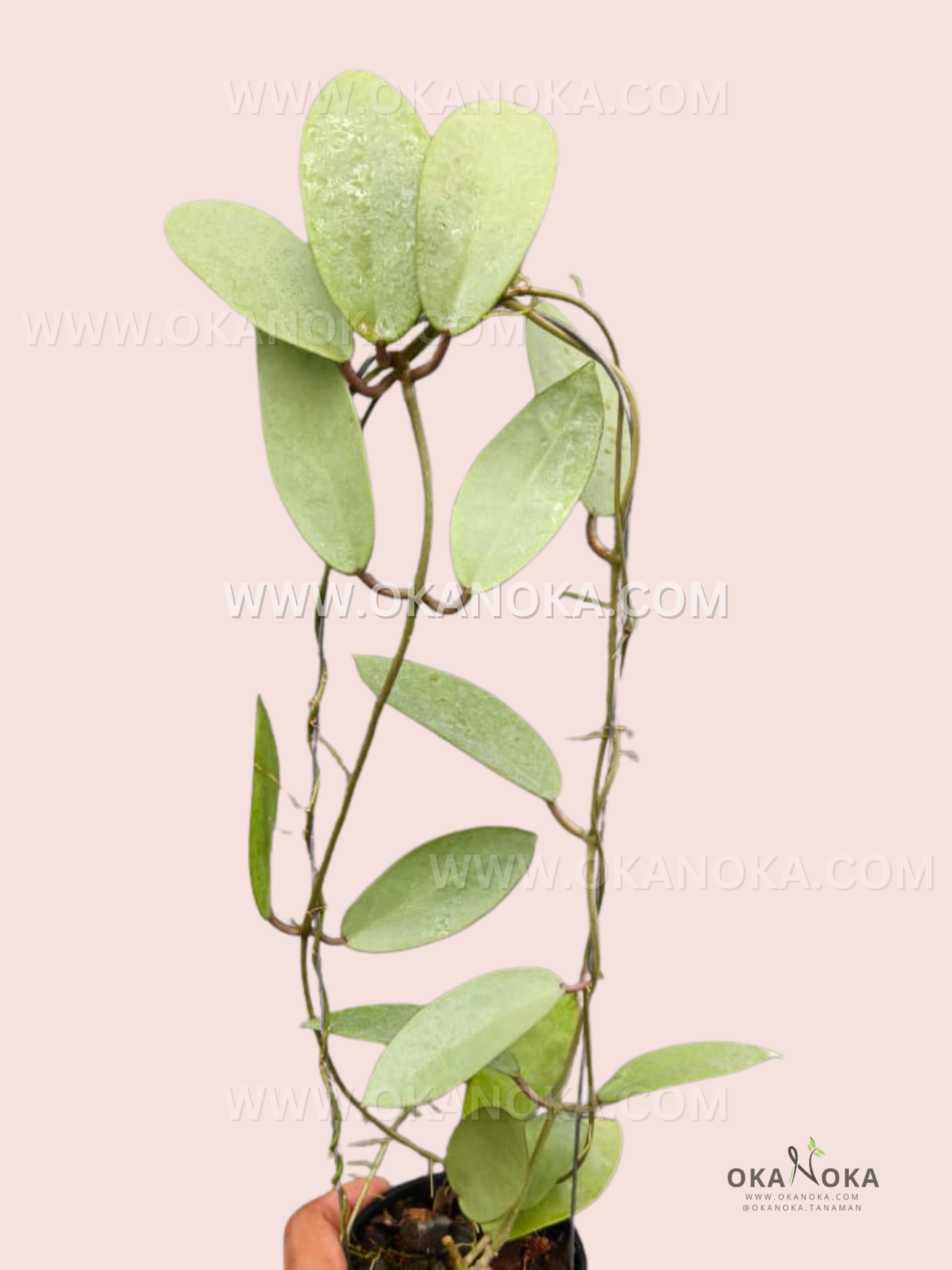 Healthy Hoya Silver Dollar plant with thick, silvery-green oval leaves in a black pot, held by hand against a pale pink background for indoor decoration.