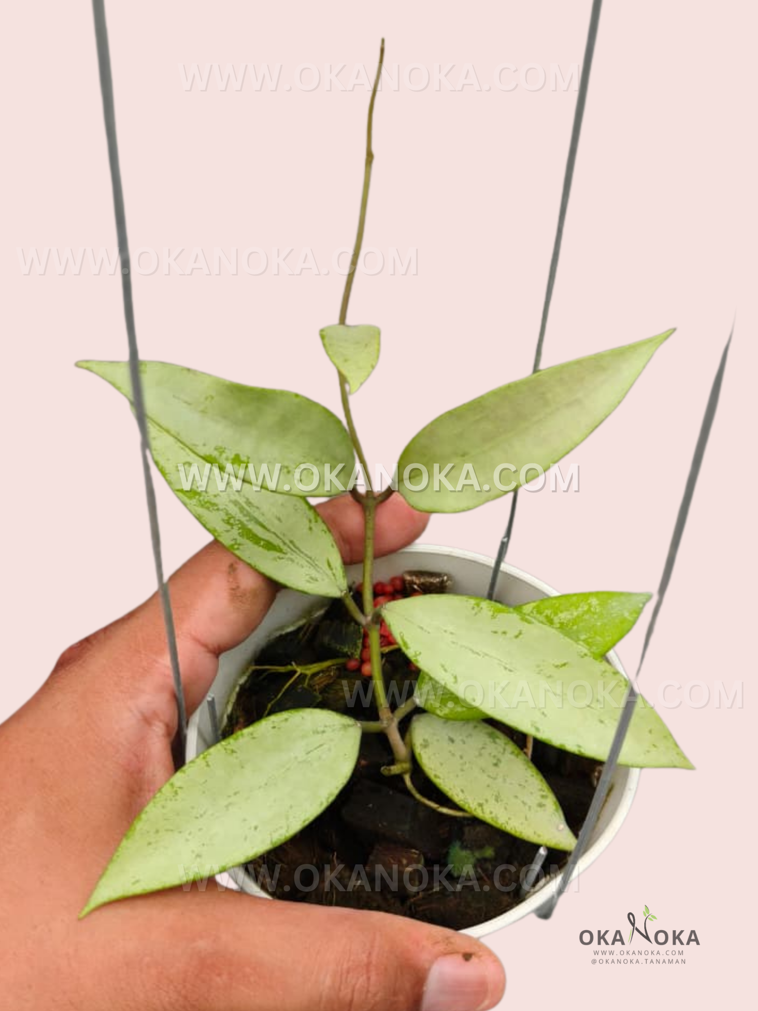 Close-up of Hoya Snow Cui Silver live plant in white hanging pot showing silvery trailing leaves, healthy stem, and glossy foliage.