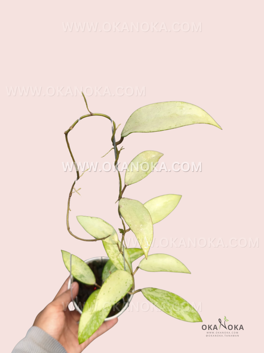 Hoya Snow Cui Silver Big Size live plant with elongated silver-green leaves, long climbing vines, and established foliage growing from a small hanging-style pot.