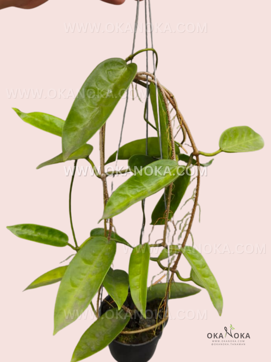 Close-up of Hoya Stenakei Pink trailing vines and pink-tinted leaves in hanging basket