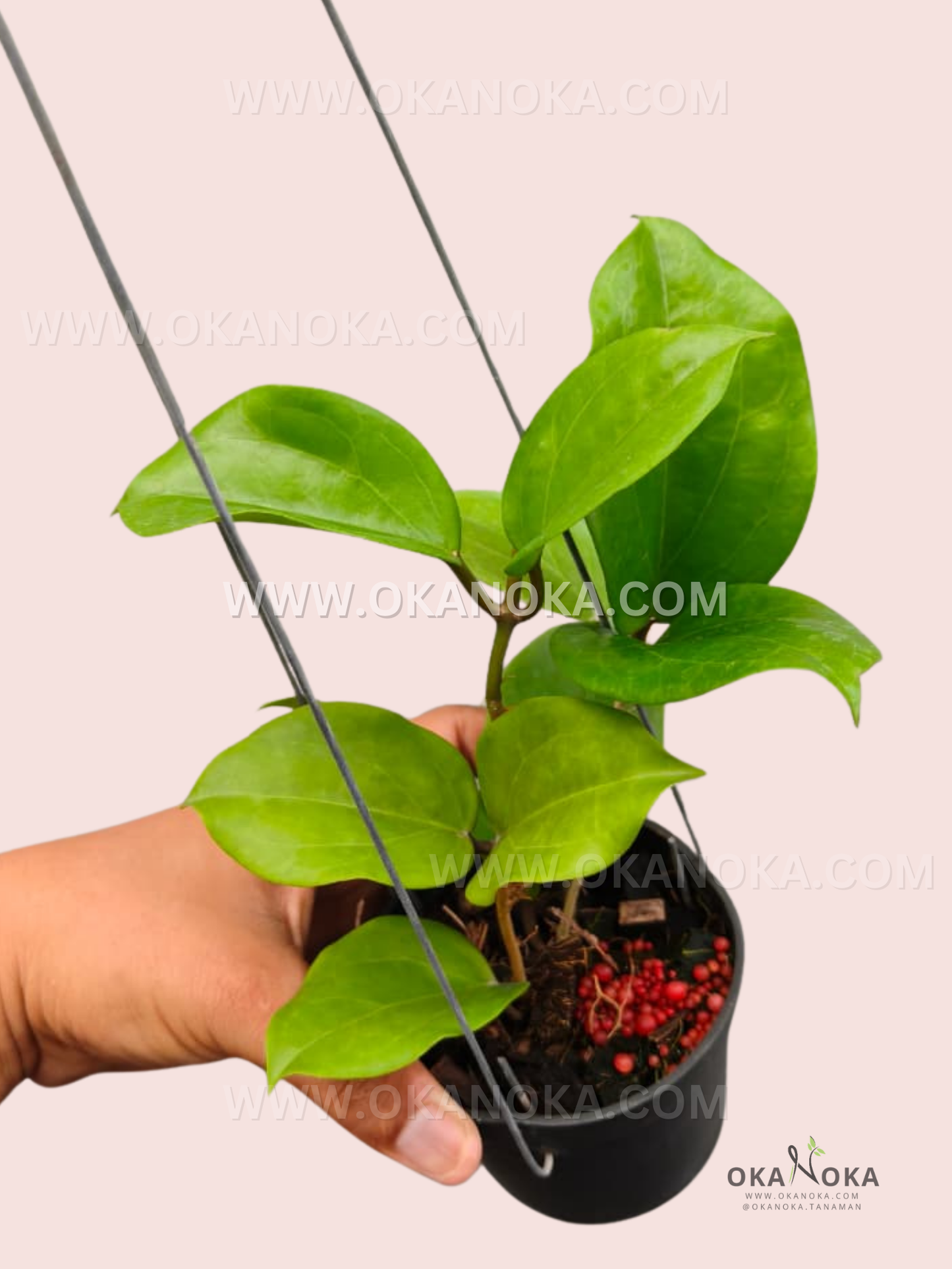 Close-up of Hoya Surigaoensis glossy round leaves trailing from a hanging pot.