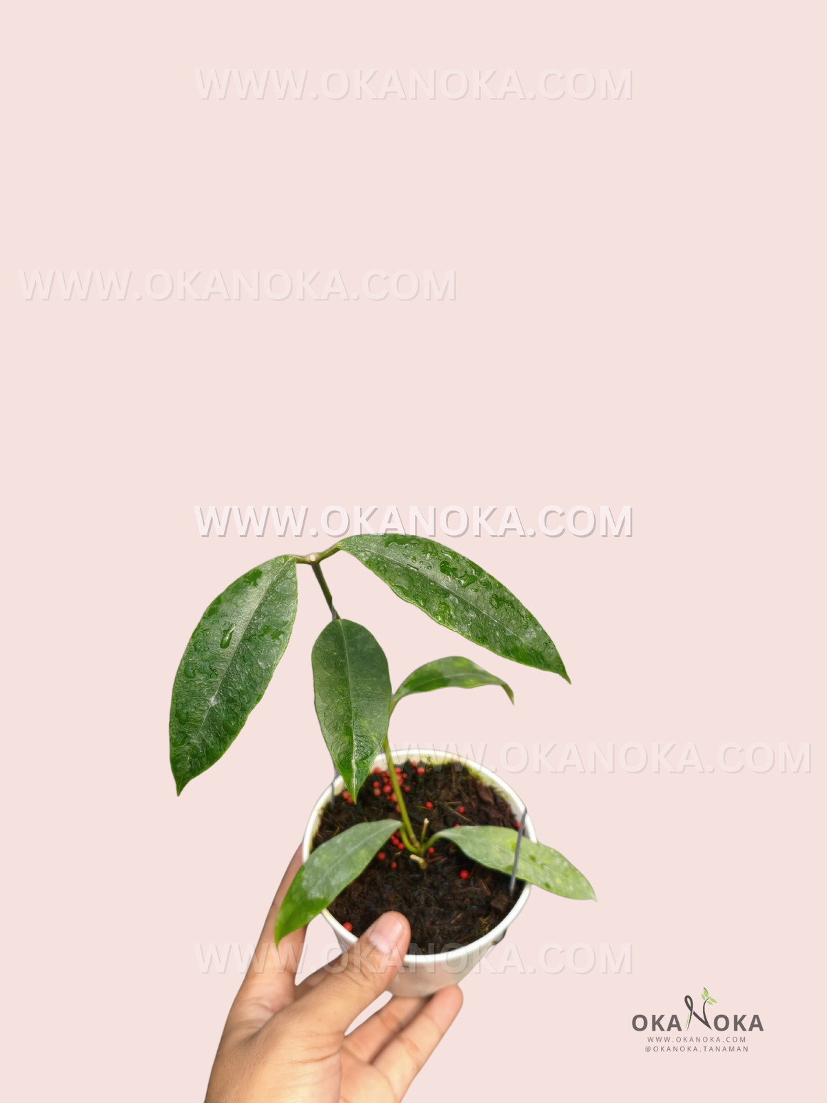 Hoya telosmoides small live plant with elongated dark green leaves and slender climbing stems growing in a small pot.